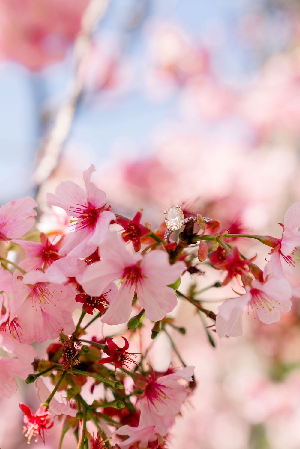 Close-up of delicate pink cherry blossoms in full bloom against a soft blurred background.