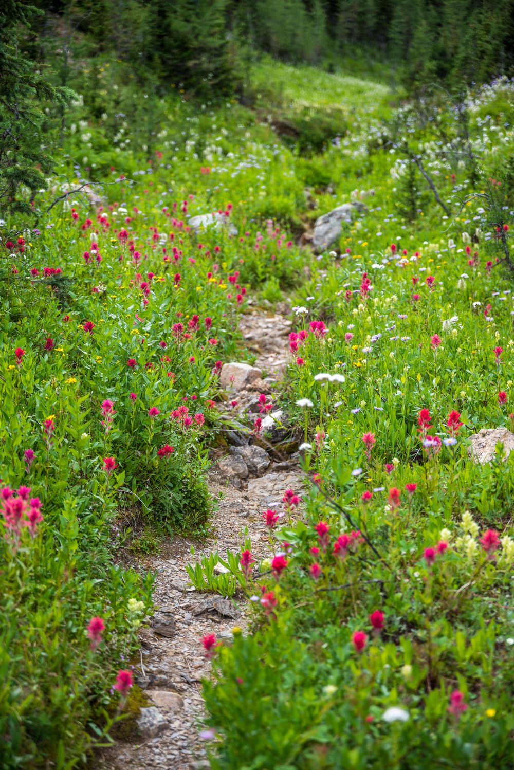 A narrow hiking trail winding through vibrant pink wildflowers and green mountain meadows.