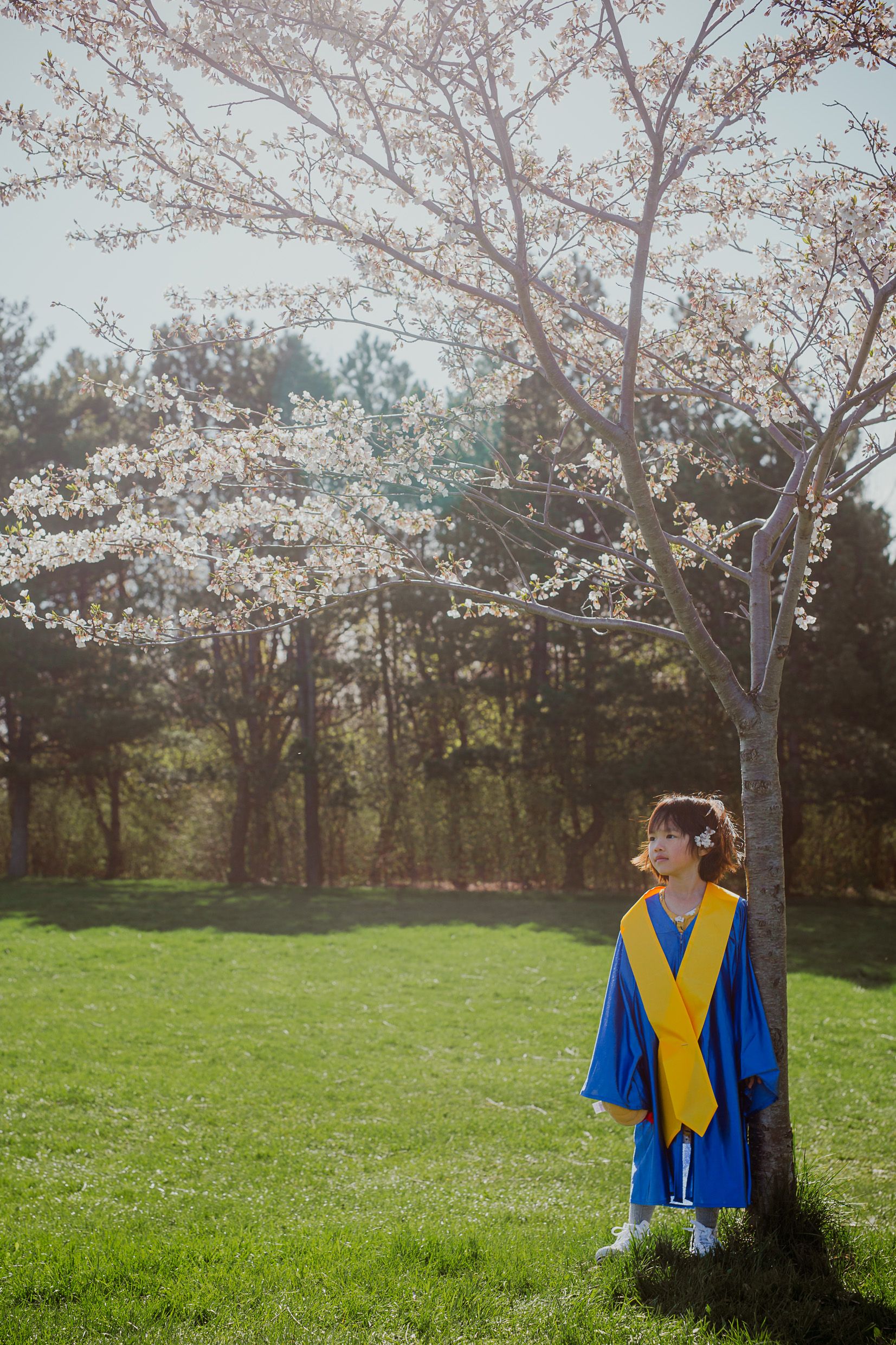 A graduate wearing blue and yellow regalia stands beneath blooming cherry blossoms on a sunny spring day.