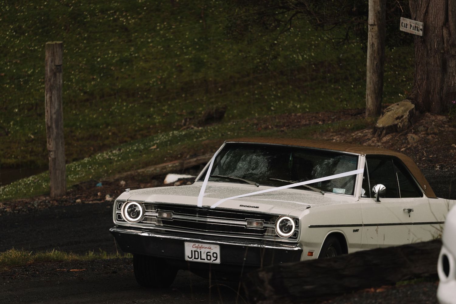 Vintage white Chevrolet parked in a moody forest setting with dark trees.