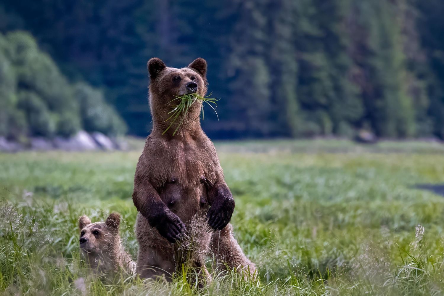 Alert brown bear standing upright in a grassy meadow with forest in the background.
