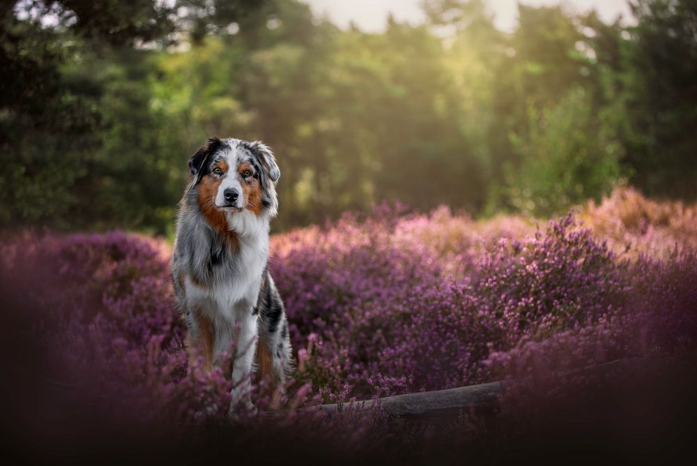 australische herder in bloeiende paarse heide