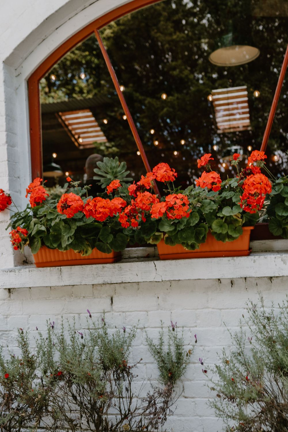 Vibrant red geraniums bloom in an orange window box against a white wall with string lights and striped shades above.