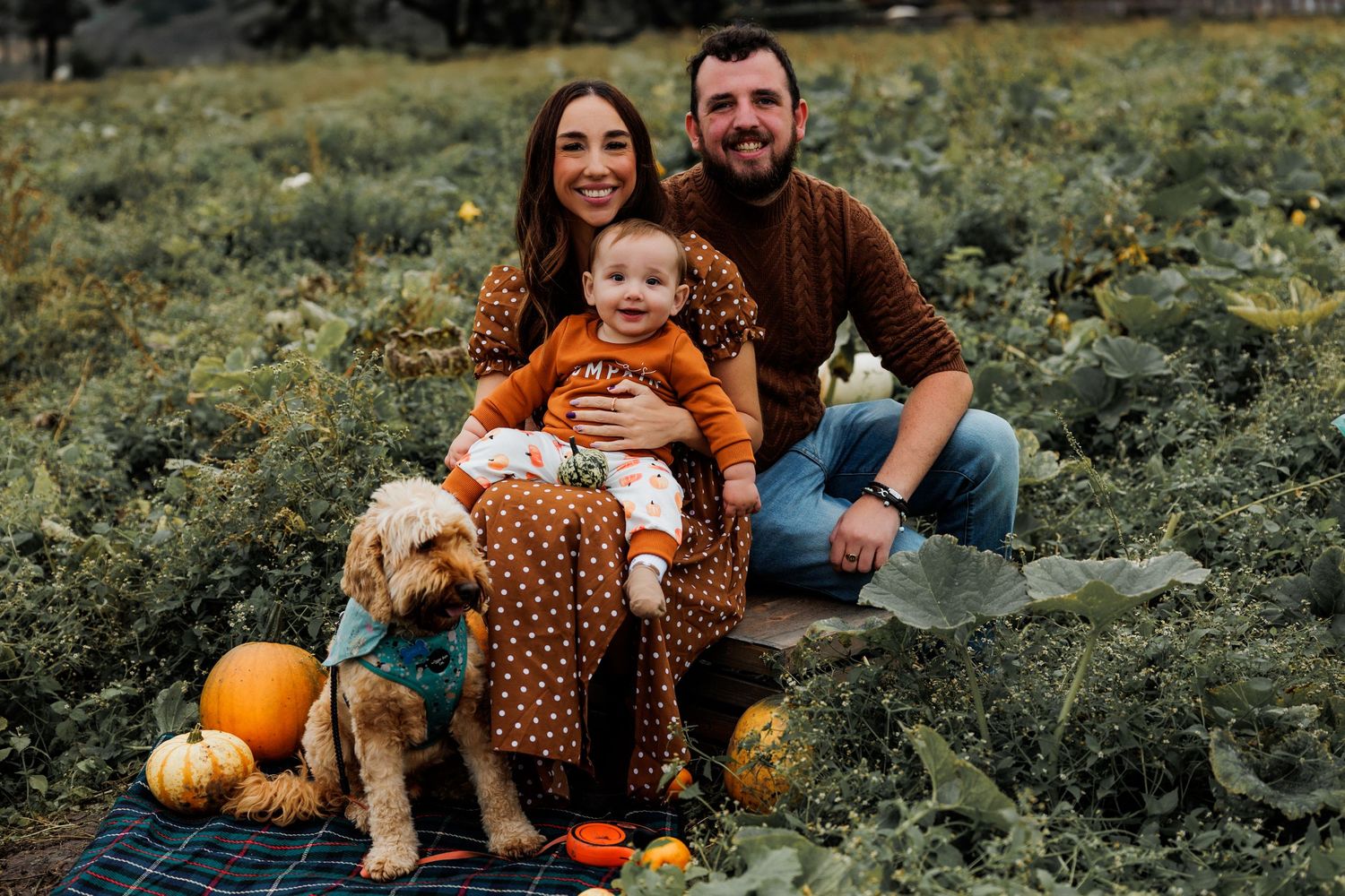 A family sits on a blanket in a field with their goldendoodle dog and pumpkins during autumn.