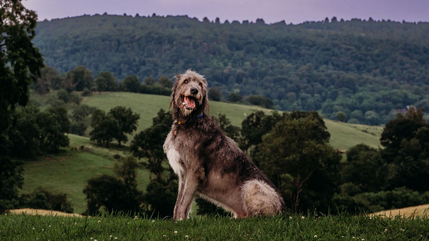 An Irish wolfhound looks over and smiles in front of a rolling landscape with a purple sky behind him.