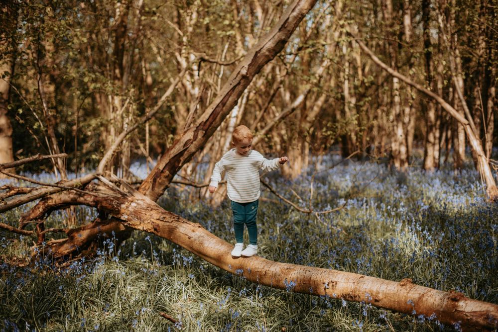 Small toddler balancing on fallen tree trunk in enchanting forest filled with blooming bluebells.