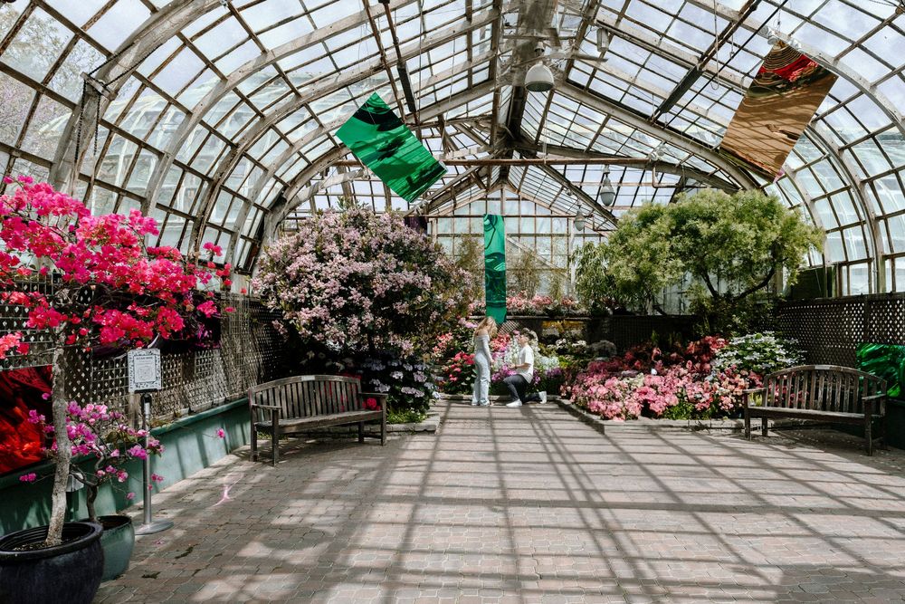 A greenhouse conservatory filled with blooming pink azaleas and various plants under a glass roof with decorative sculptures.