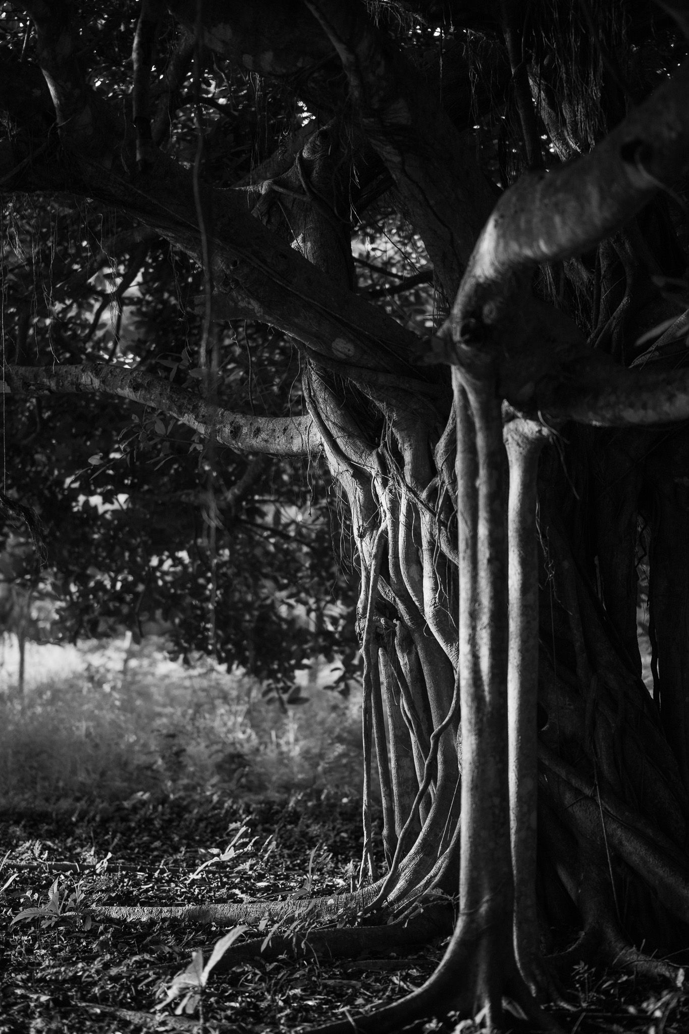 Dramatic black and white photograph of a banyan tree with intricate aerial roots creating a mystical woodland scene.