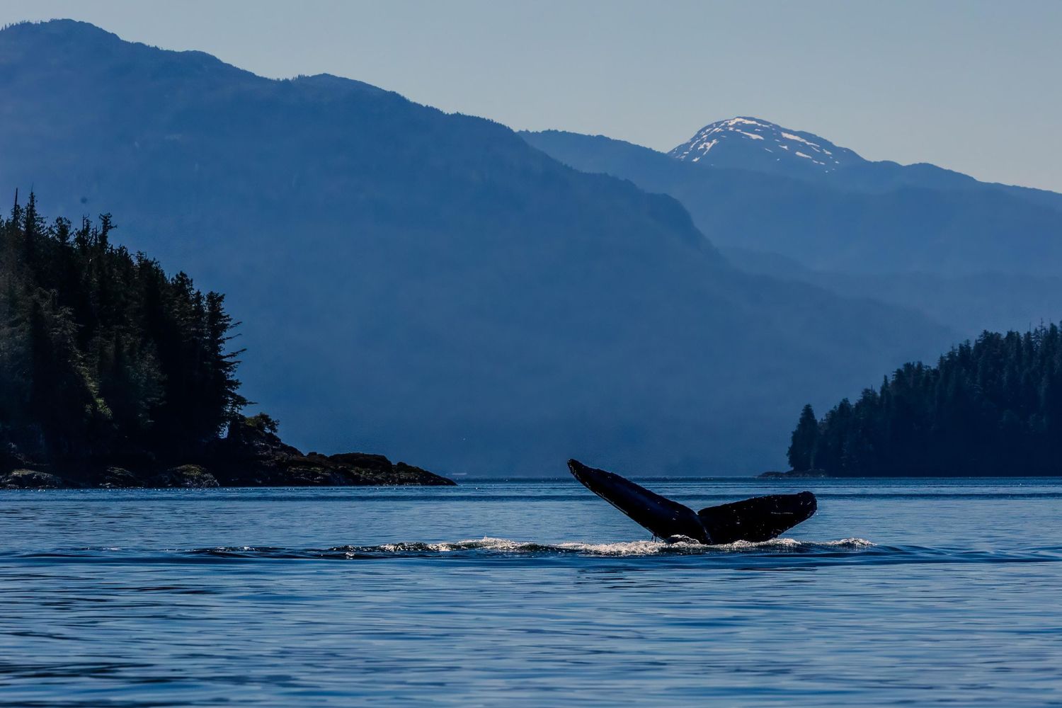 A humpback whale's tail emerges north of Prince Rupert with snow-capped mountains and forested coastline in the background.