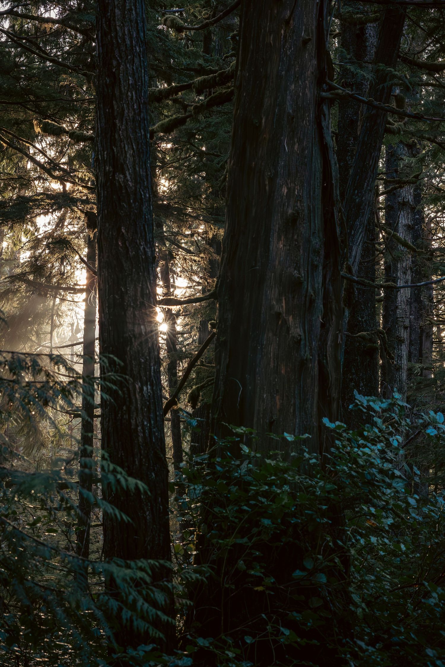 Sunlight filters through towering trees on Haida Gwaii casting ethereal rays between dark tree trunks and turquoise foliage.