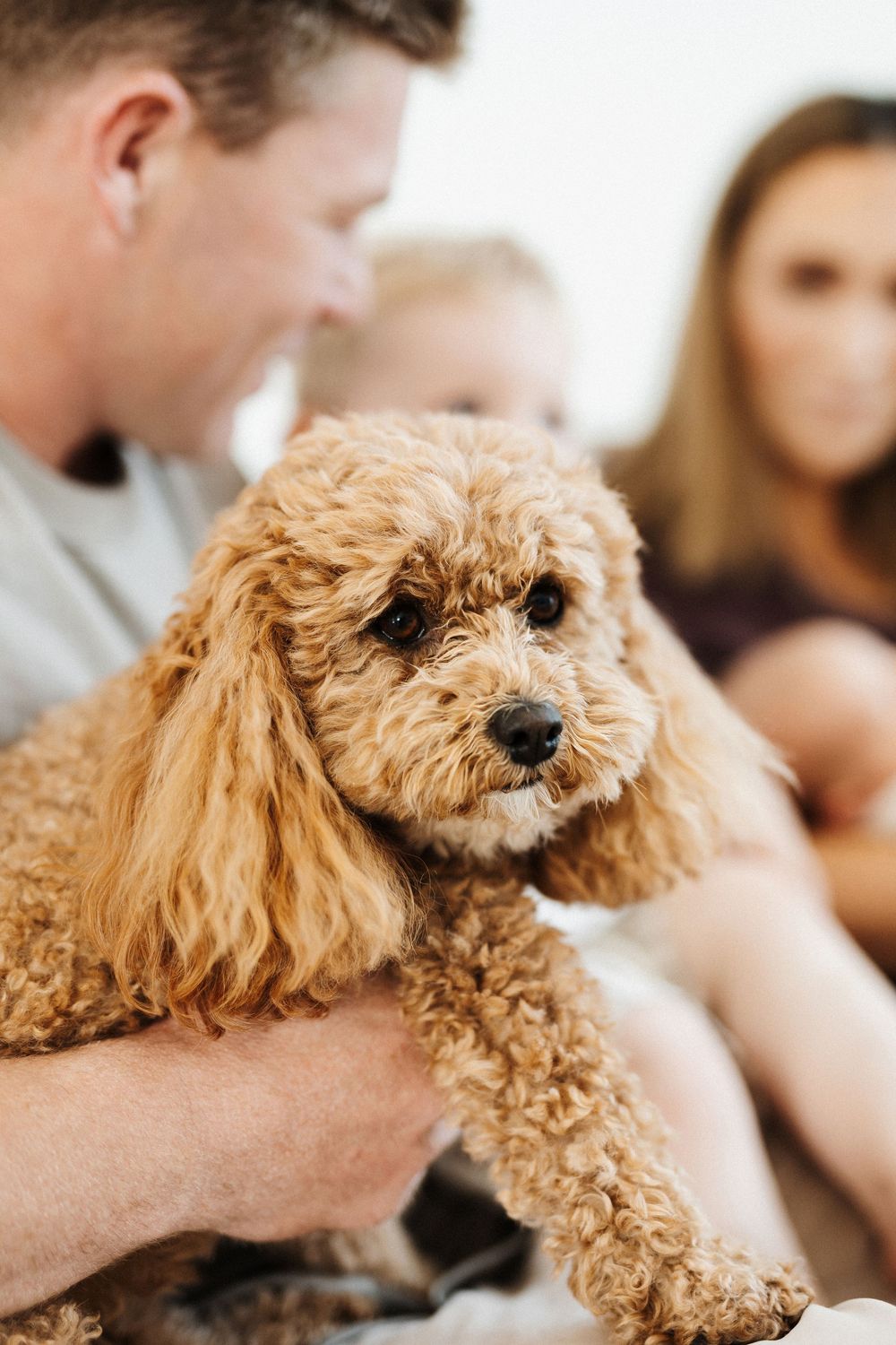A fluffy golden Goldendoodle puppy with curly fur being held and petted while relaxing with its family.