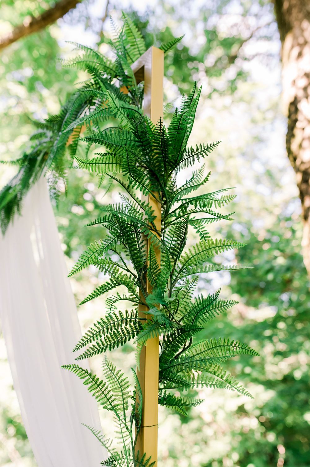 Lush green fern plants arranged in decorative containers create an elegant tropical display against a white backdrop.