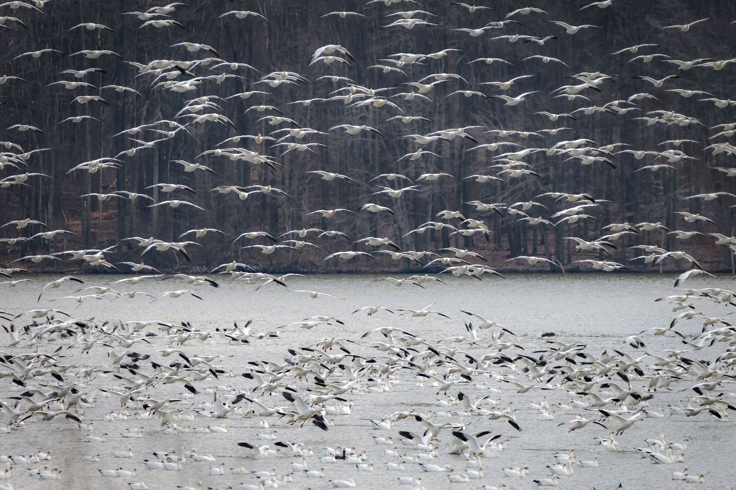 A large flock of snow geese flying over a winter landscape with snow-covered trees in the background.