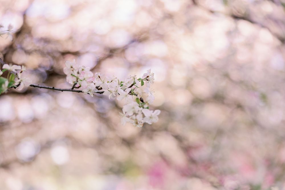 Delicate white cherry blossoms bloom on a branch with soft pink bokeh background in spring.
