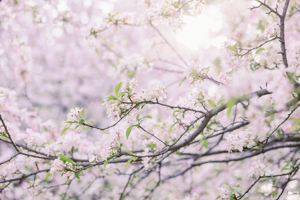 Delicate pink cherry blossoms blooming on branches against a soft, dreamy pastel background.