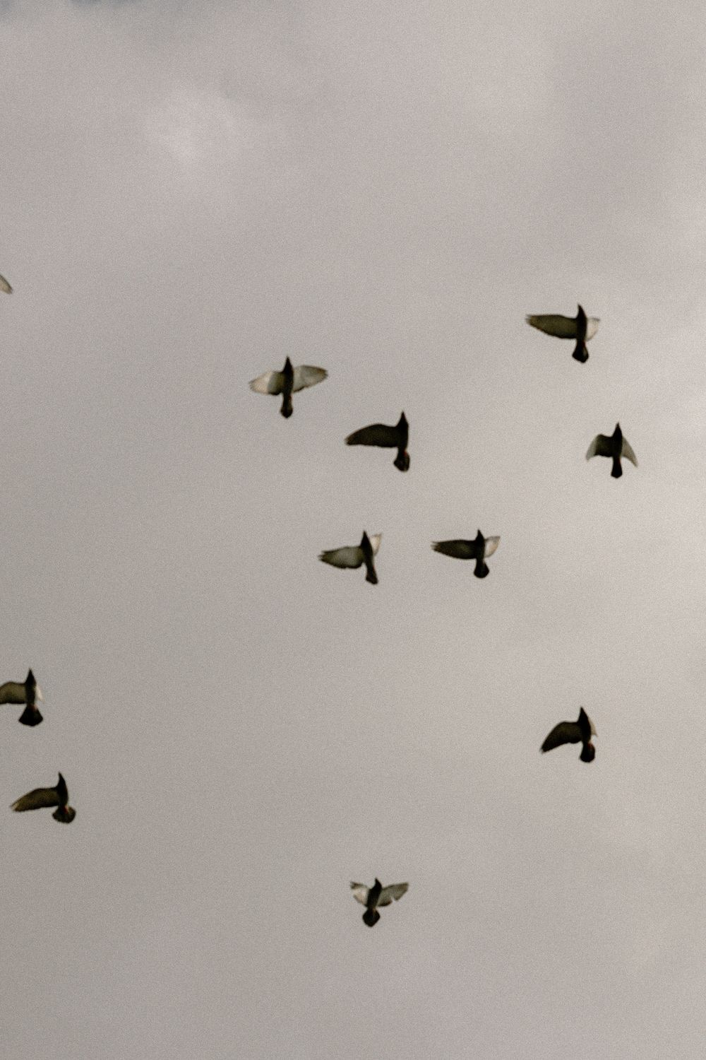 Silhouettes of birds flying in formation against a grey cloudy sky.