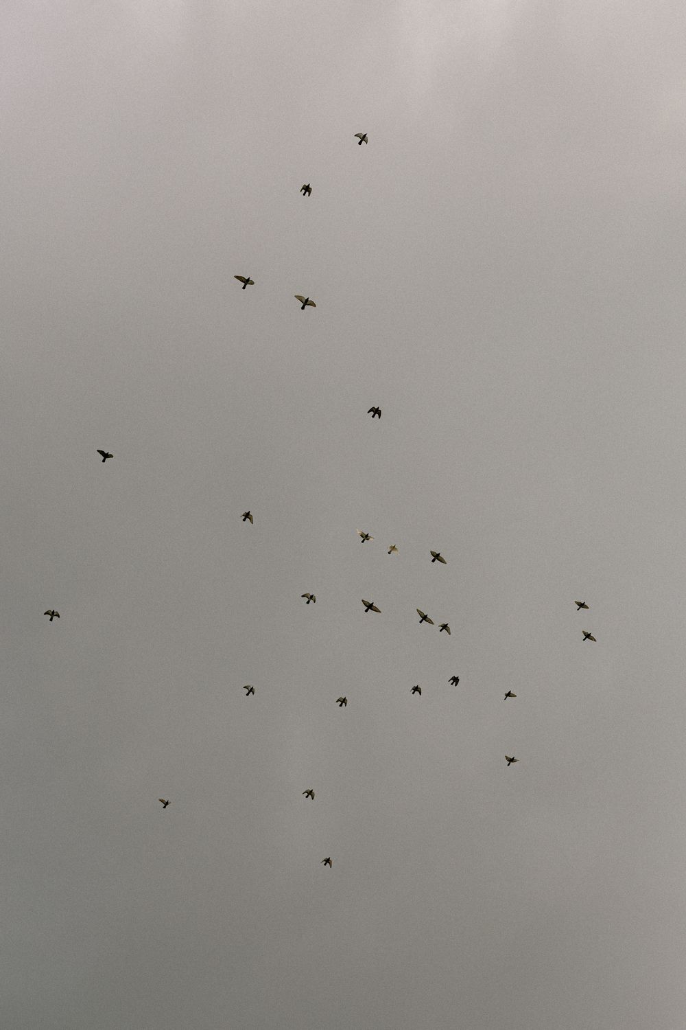 Flock of birds scattered across an overcast sky creating a minimalist pattern.