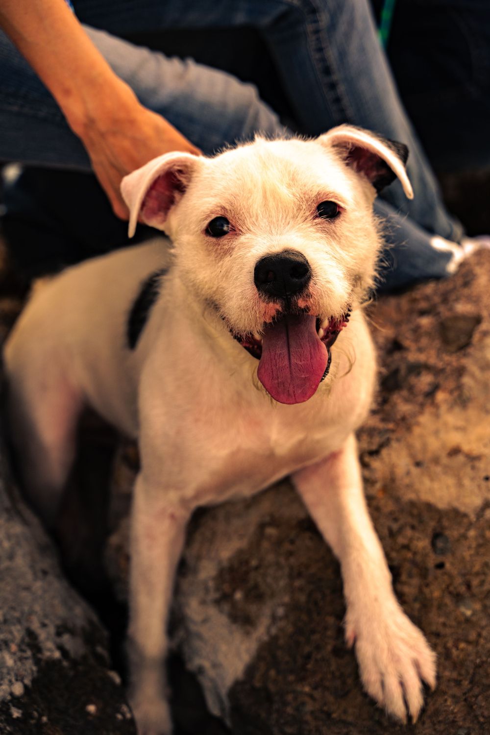 Cheerful white terrier dog with pink tongue showing happy expression.