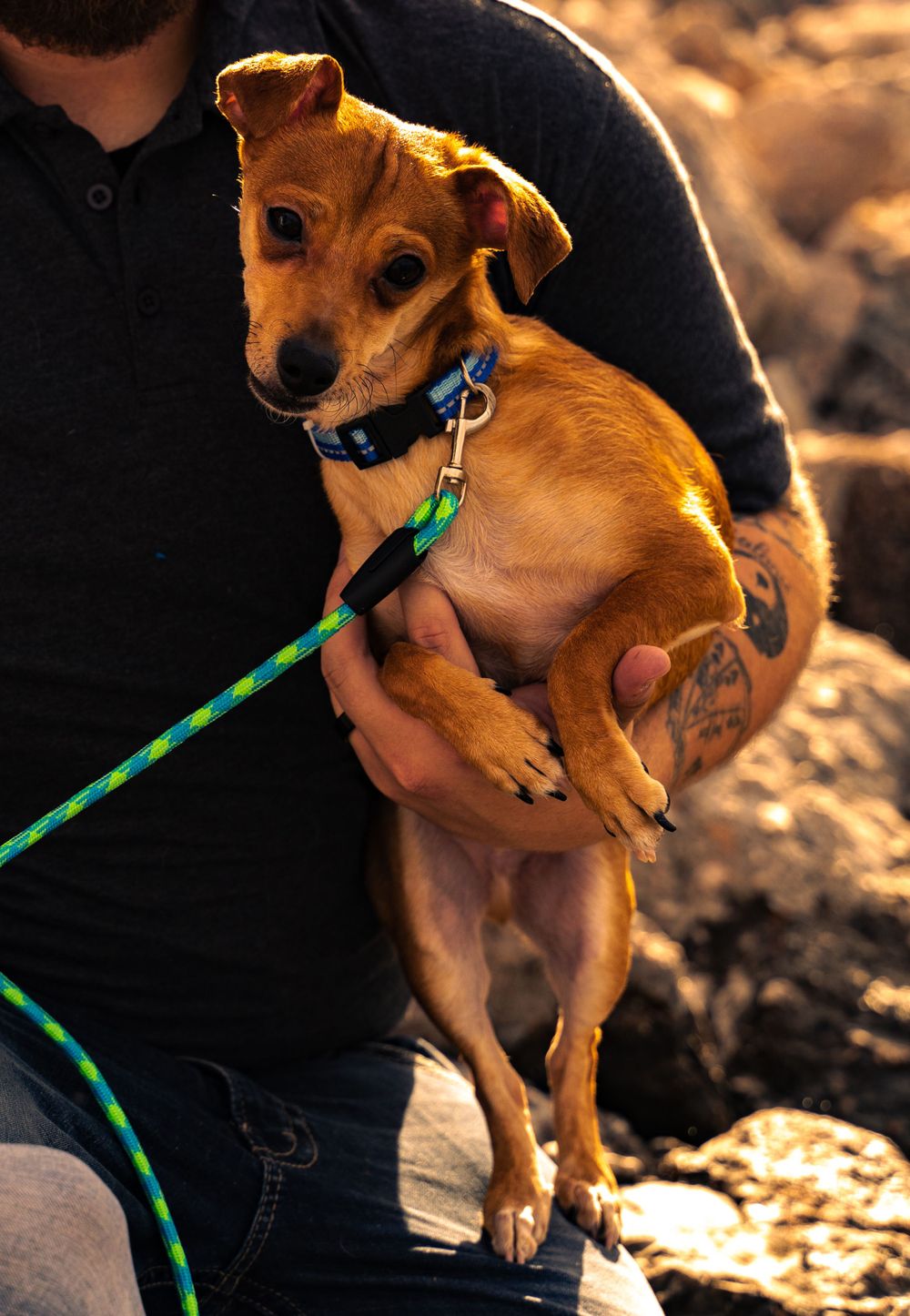 Small tan dog on leash being held while wearing blue collar.