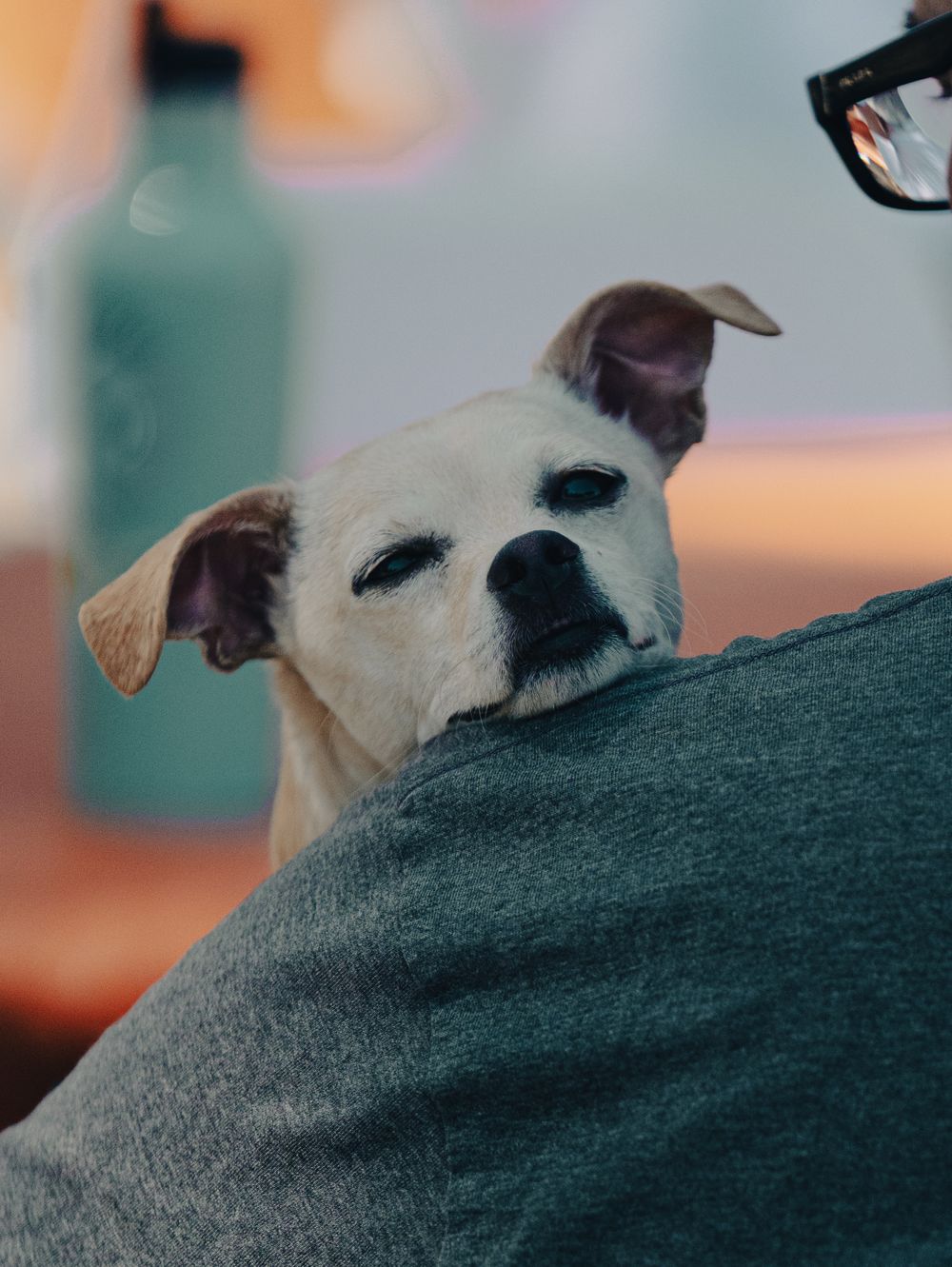 A close-up of a white dog resting its head on someone's shoulder.