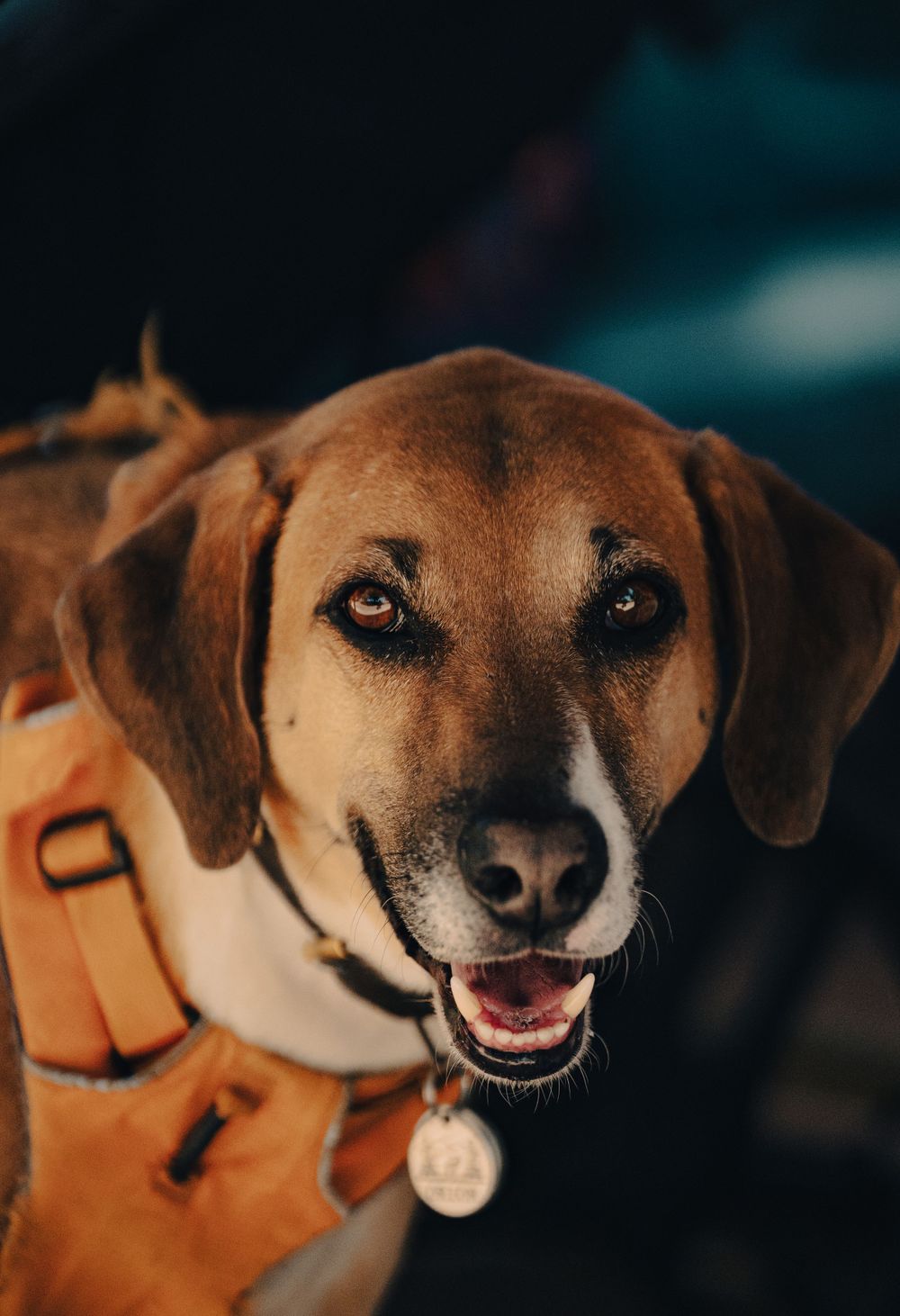 Happy brown dog wearing an orange harness smiles at camera with bright eyes.