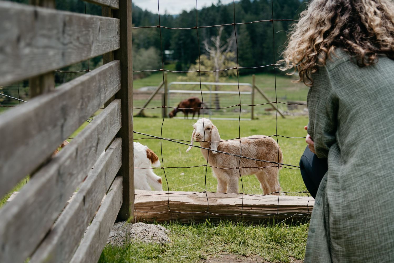 Baby goats at the salt spring island cheese farm