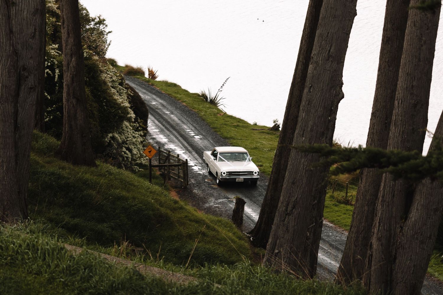 Classic white car driving down a wet, winding road lined with tall trees.