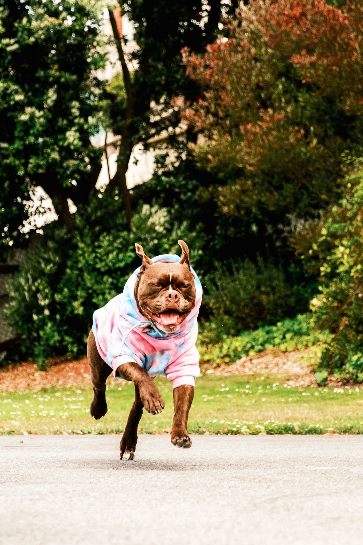 Brown dog wearing pink outfit runs energetically on paved path with autumn trees in background.