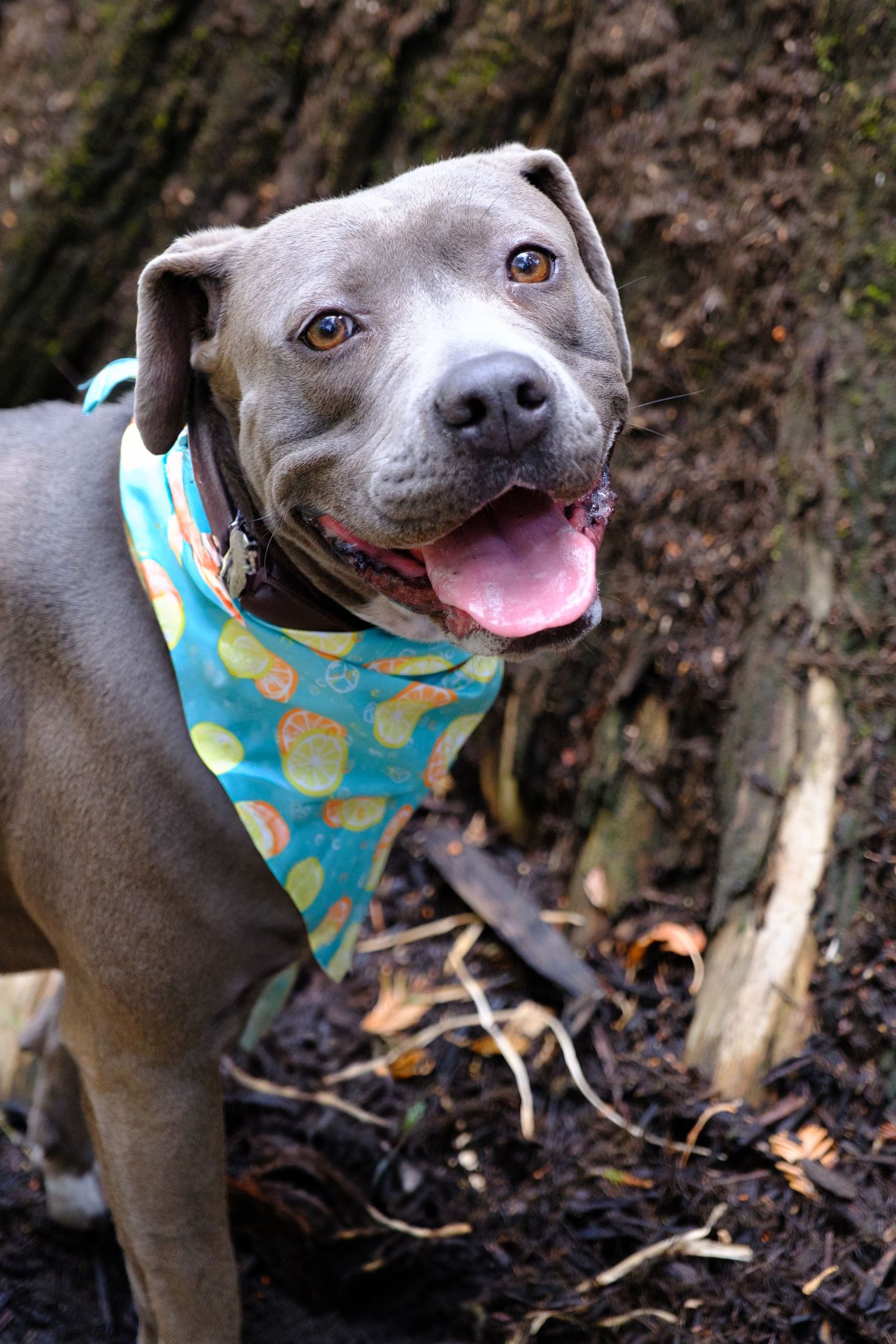 Happy gray pitbull wearing a teal and yellow pineapple print bandana poses outdoors with a cheerful expression.