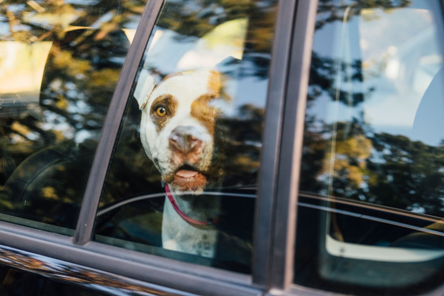 A happy white and brown dog looking through a car window with trees reflecting in the glass.