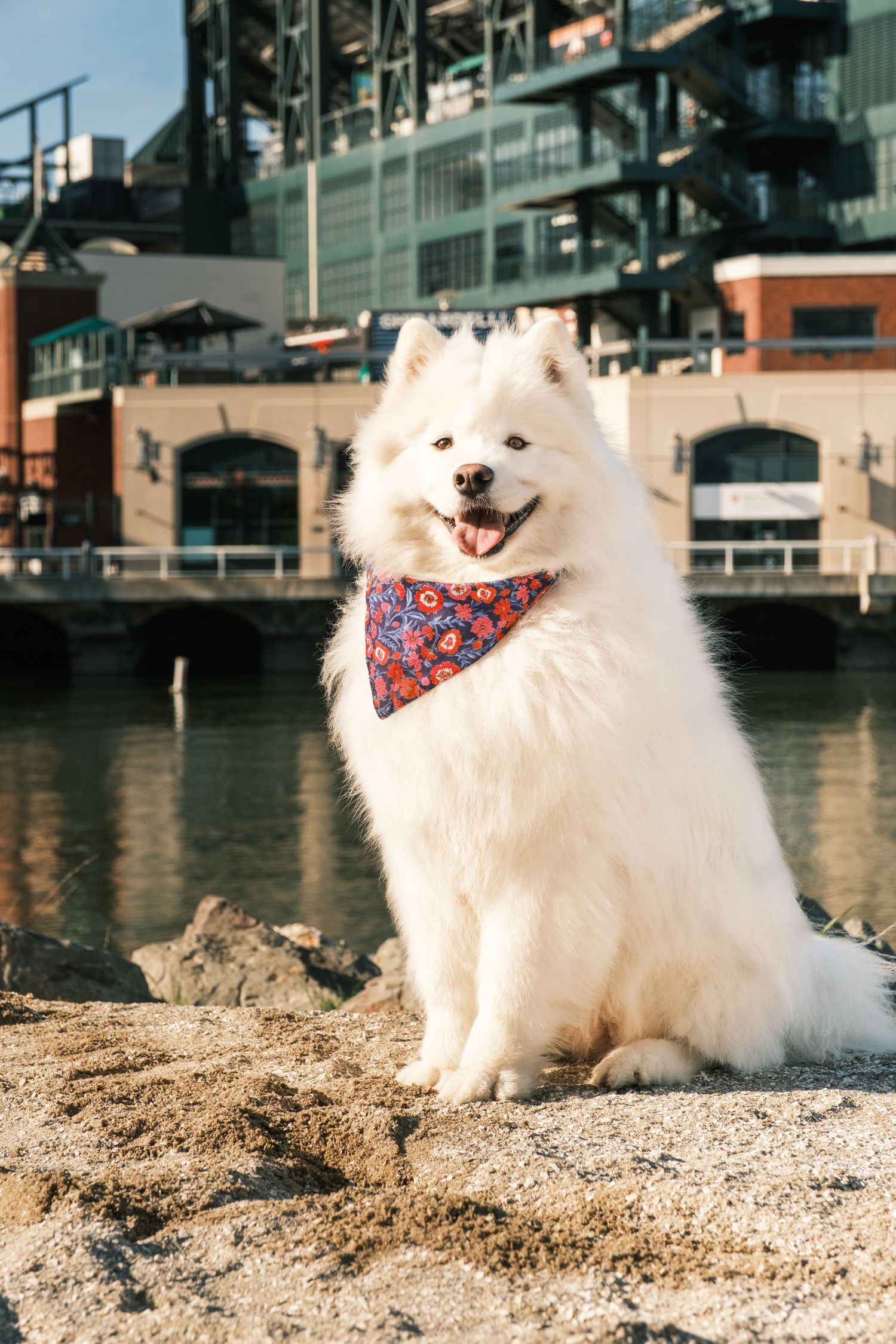 A fluffy white Samoyed dog wearing a colorful bandana sits happily by the water near a waterfront building.