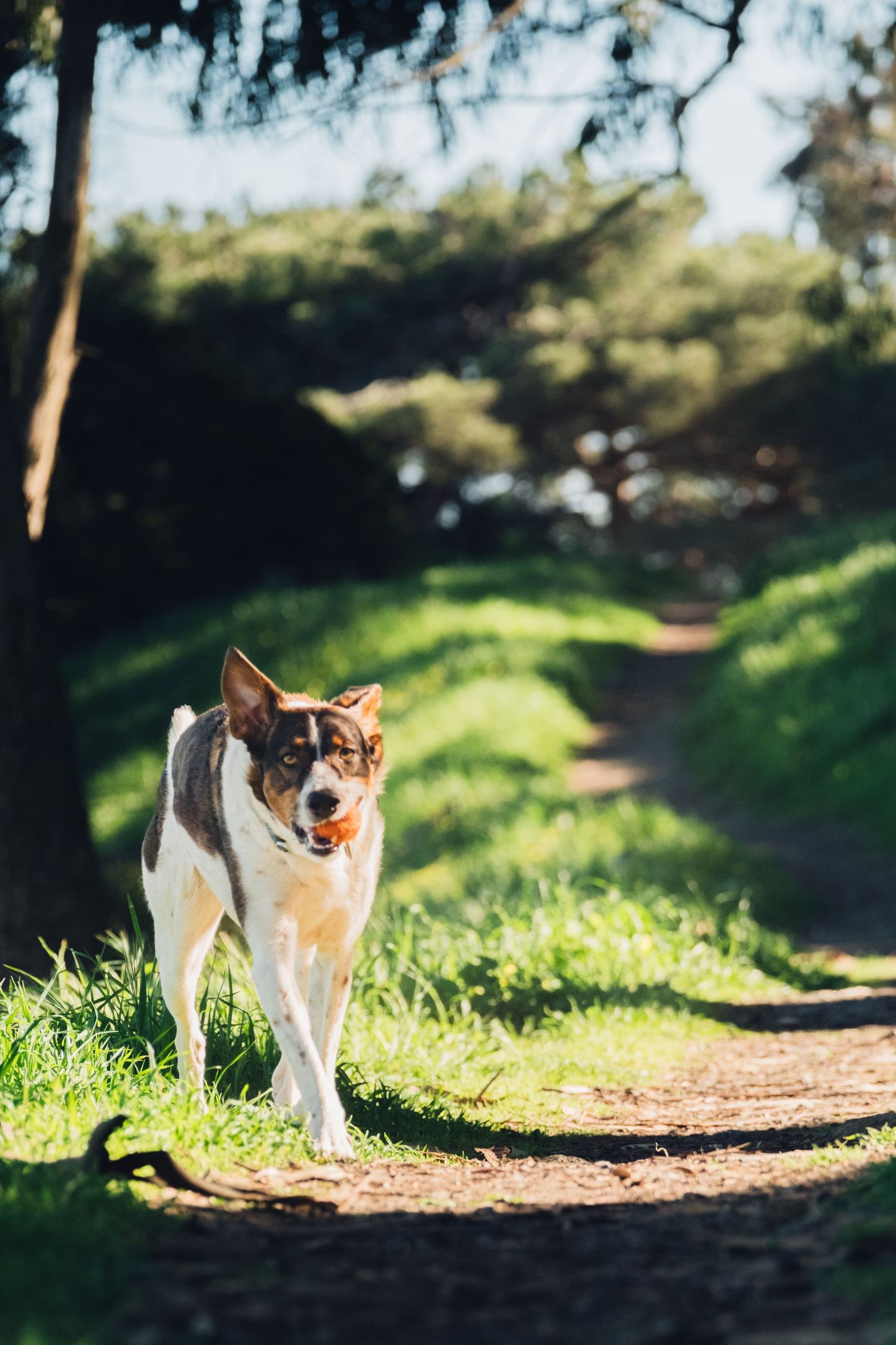 A tricolored dog walks along a sunlit dirt trail through green forest scenery.