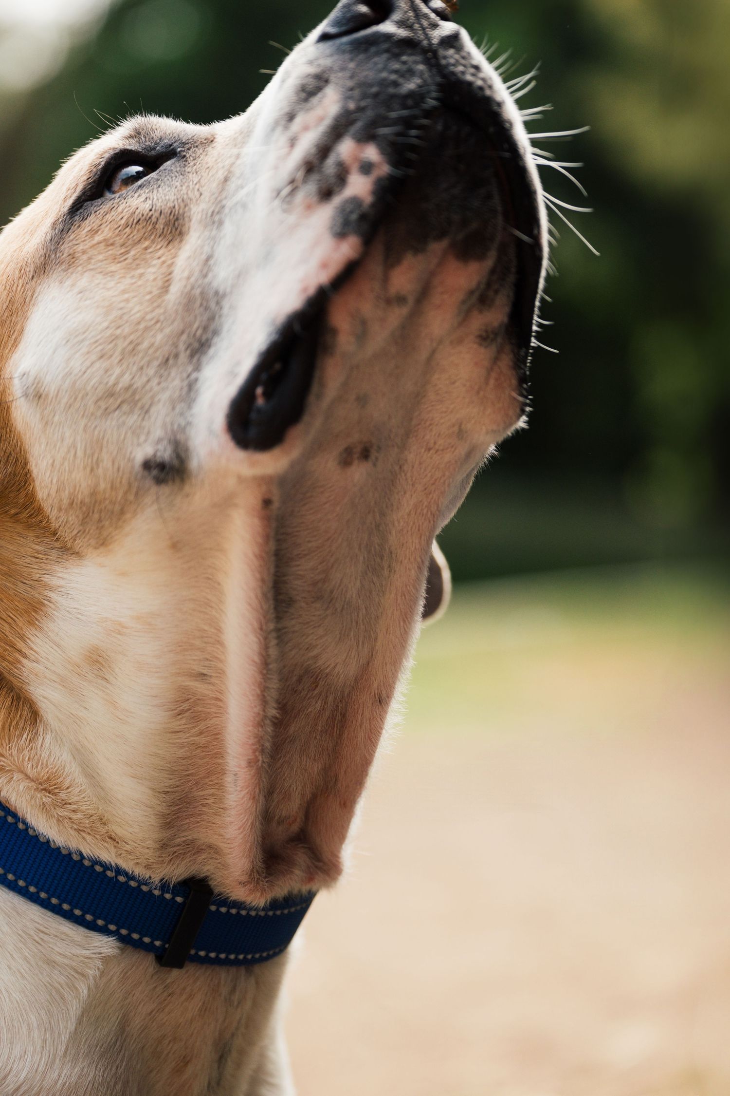 Close-up photo of a yellow Labrador dog looking upward while wearing a blue collar outdoors.