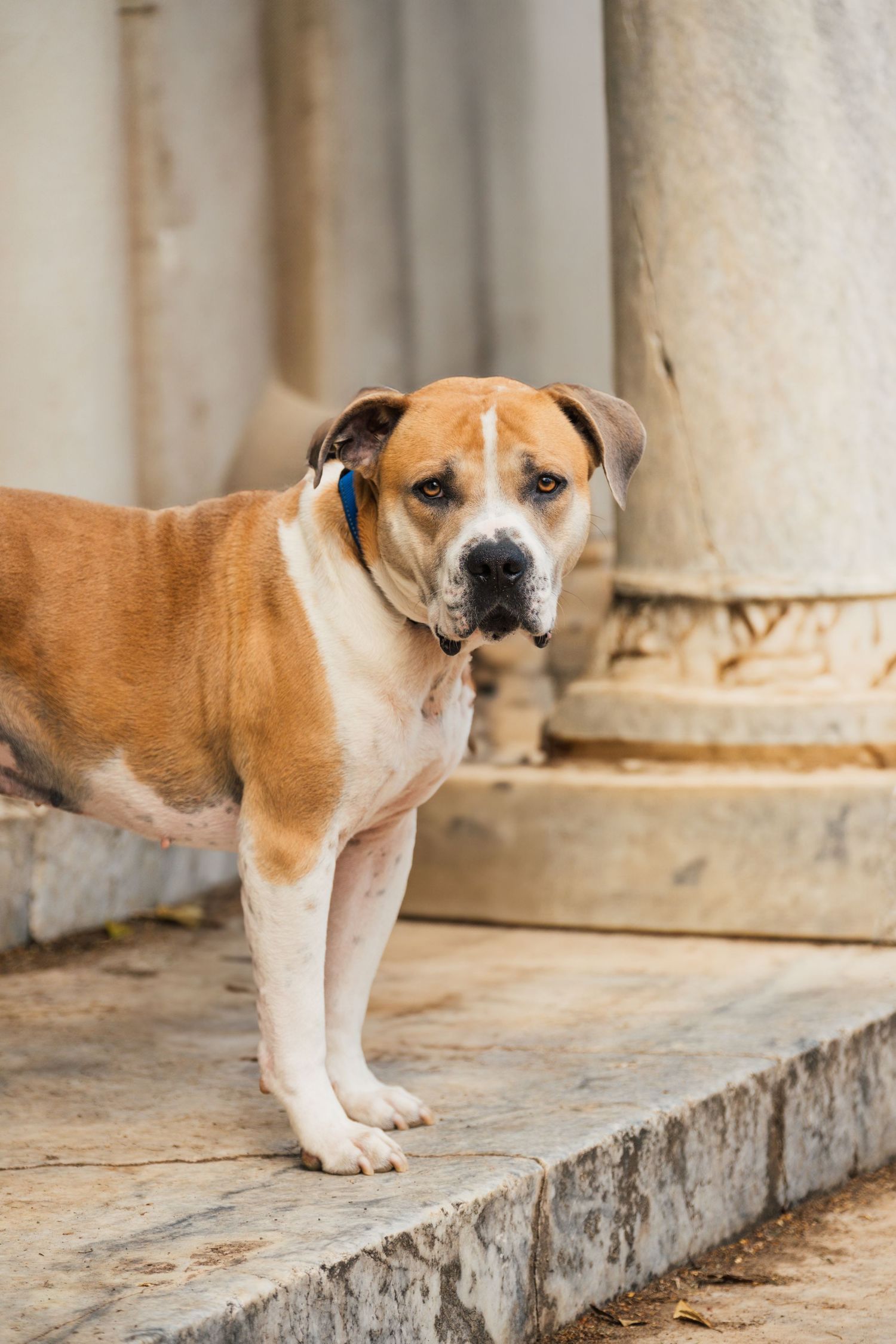 Brown and white pitbull mix dog standing on concrete steps wearing a blue collar in front of a stone column.