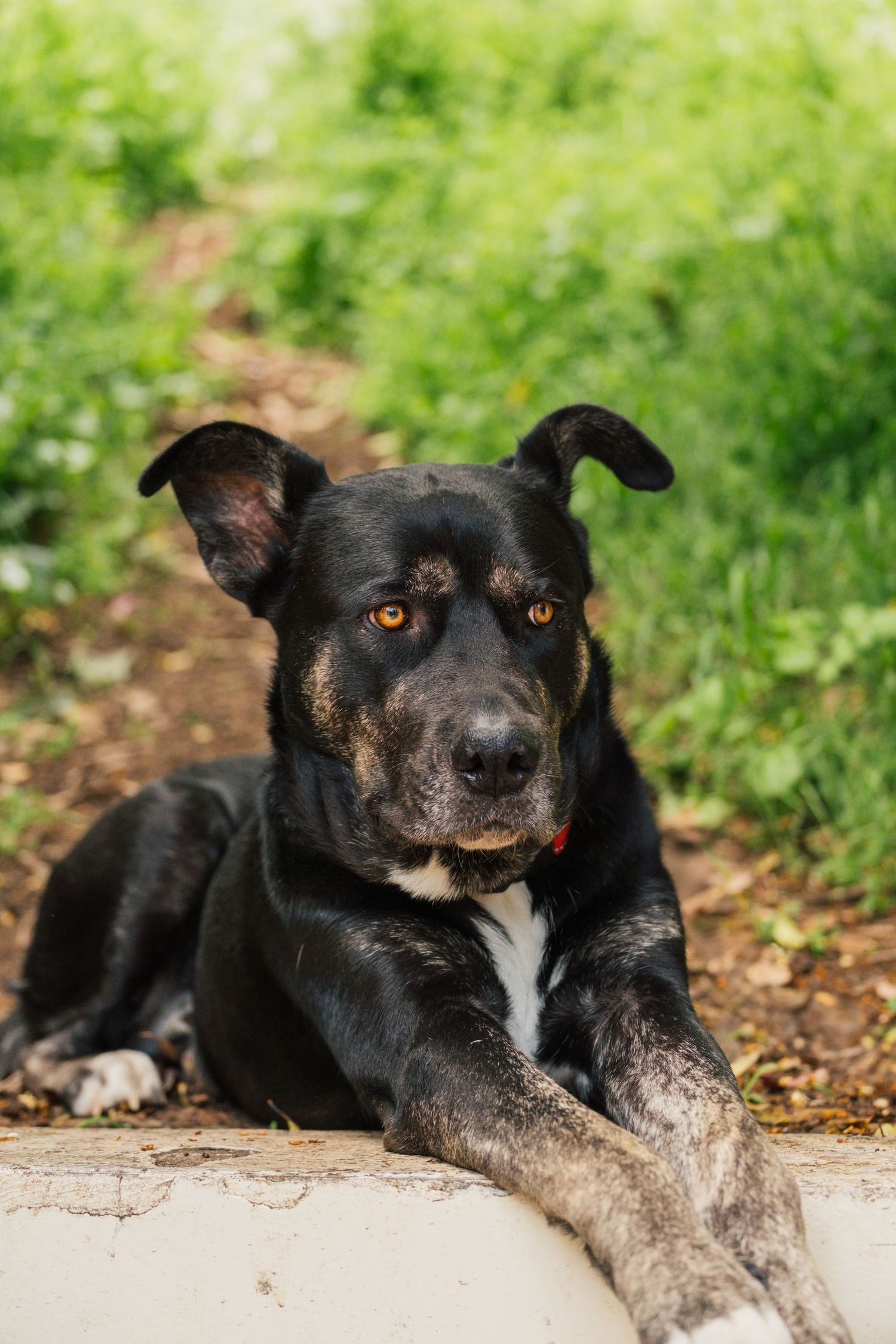 Black and white mixed breed dog with amber eyes laying on a path surrounded by green foliage.