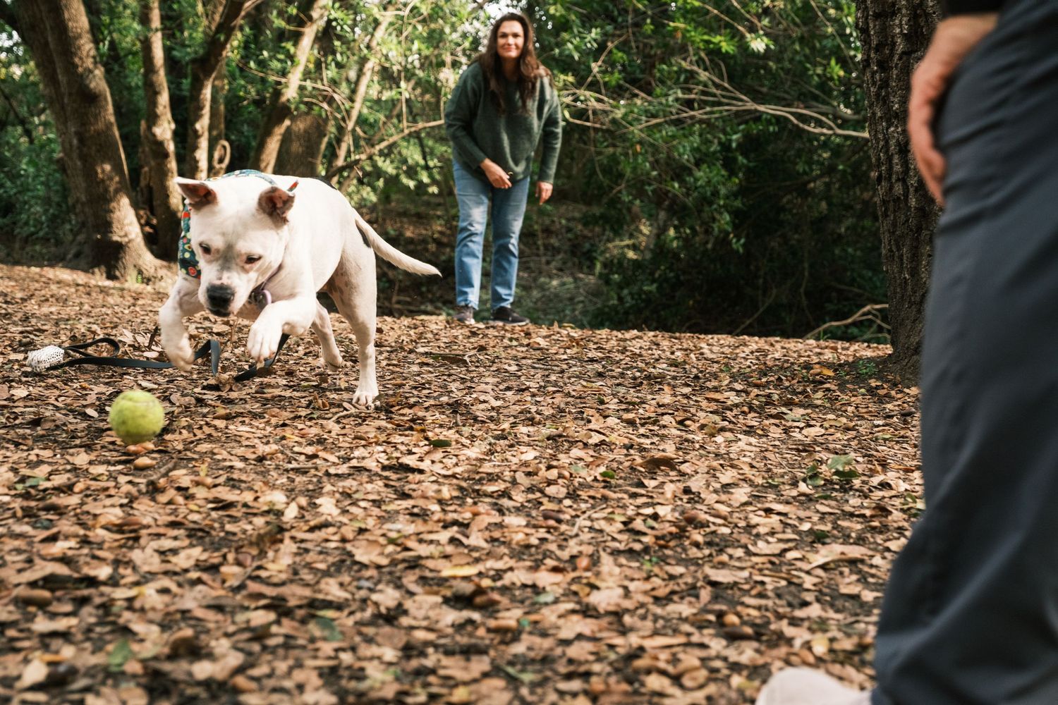 White dog chases tennis ball through fallen leaves in wooded park area while people watch.