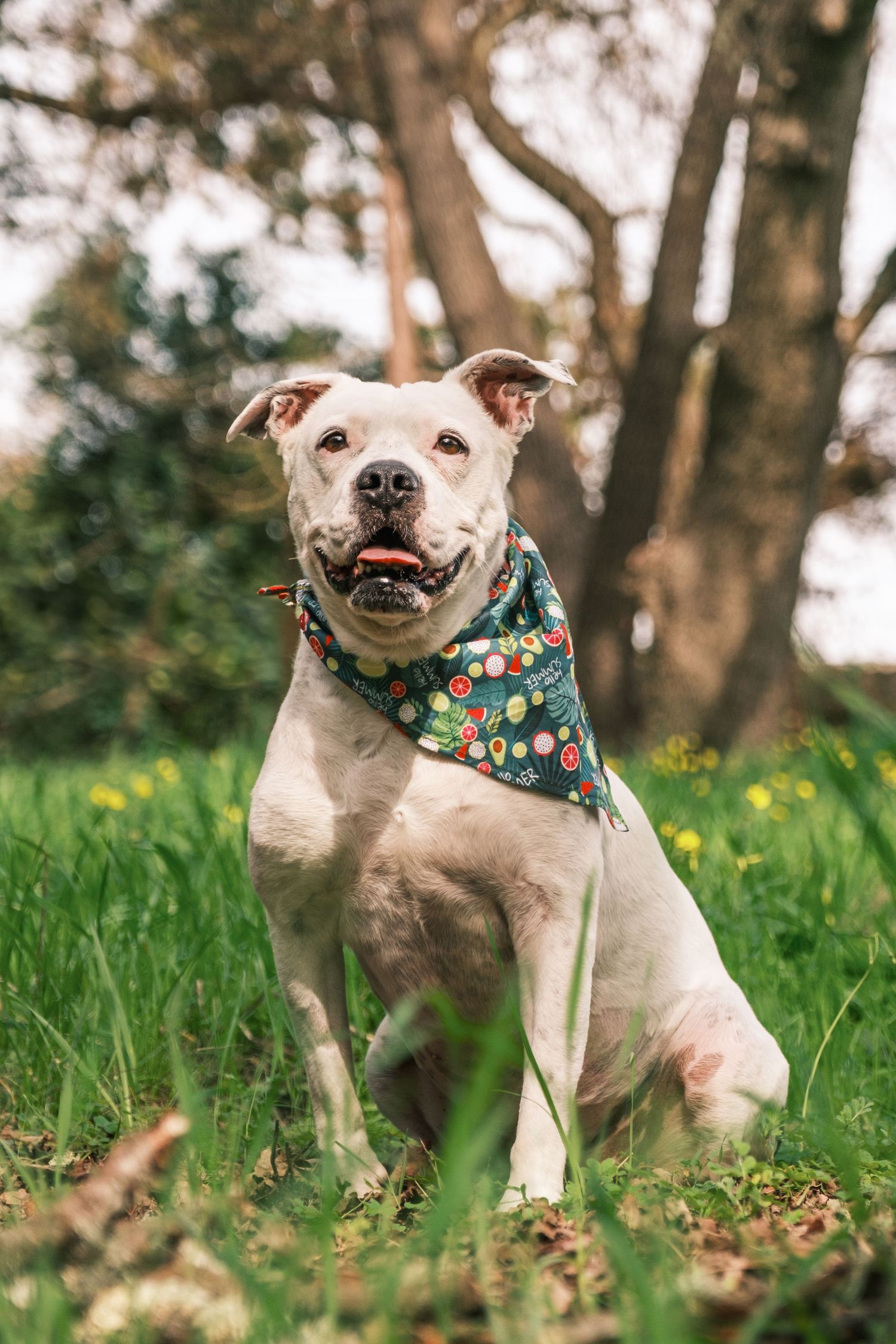 White pit bull dog wearing festive green patterned bandana sits in grassy field with trees in background.