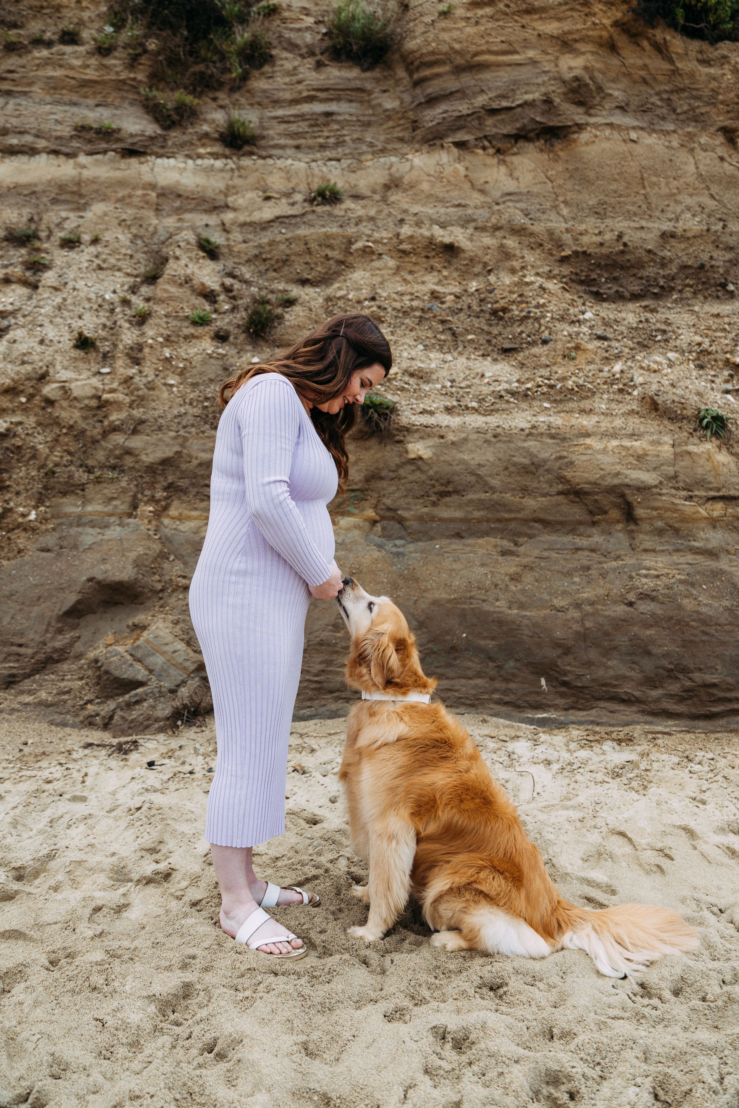 Maternity picture with golden retriever