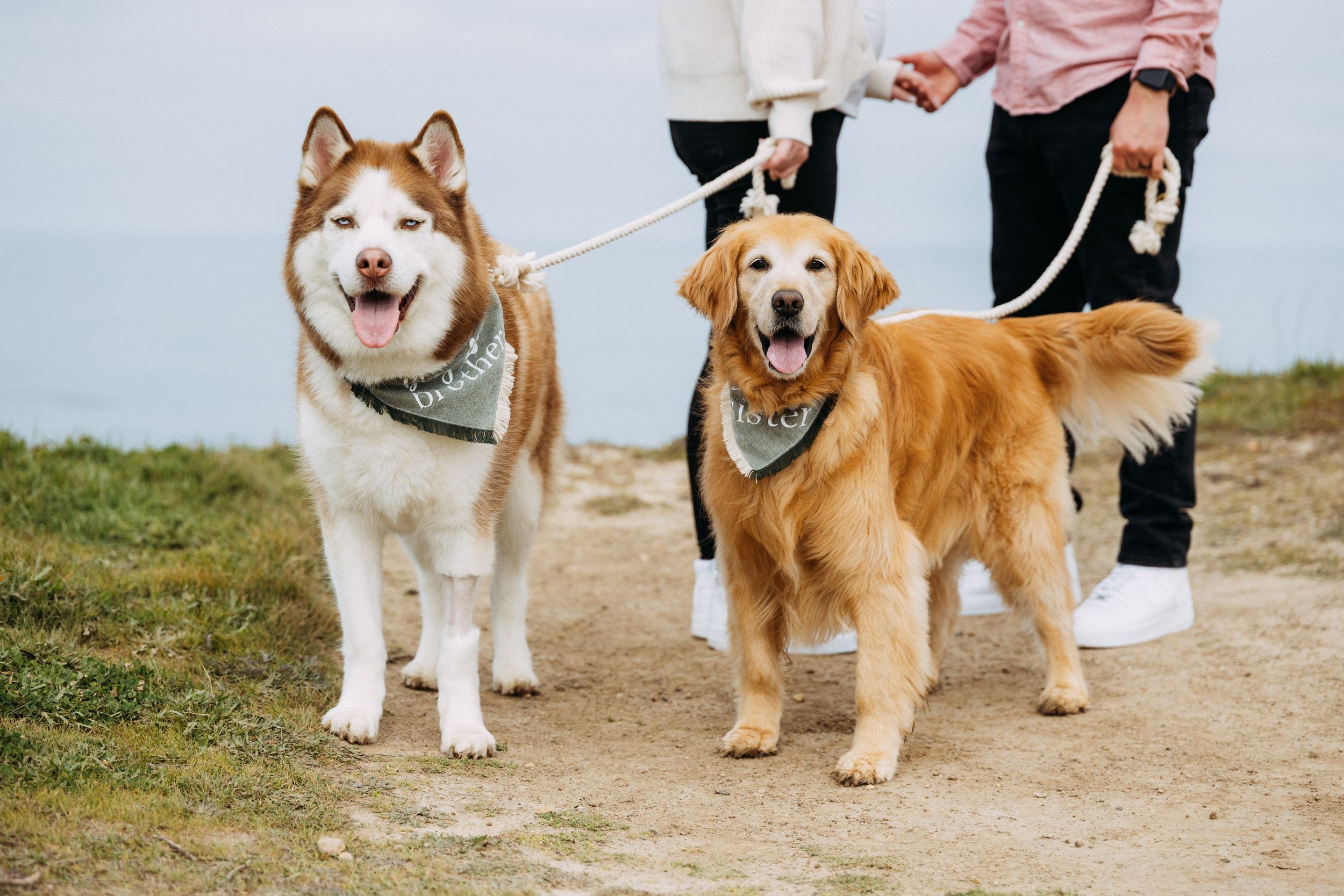Dogs in photos
