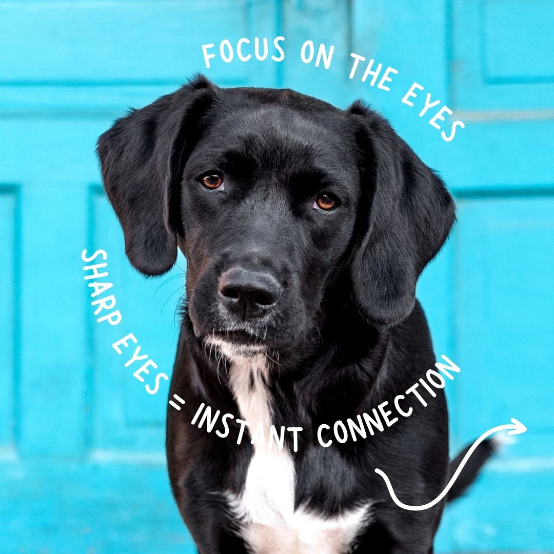 A black Labrador mix dog with white chest markings gazes at camera against turquoise blue background with text overlays.