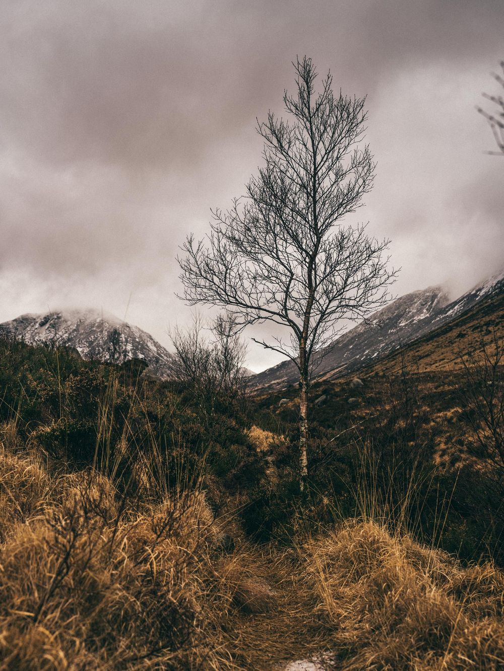 A bare tree stands silhouetted against moody clouds and mountains in a desolate winter landscape.