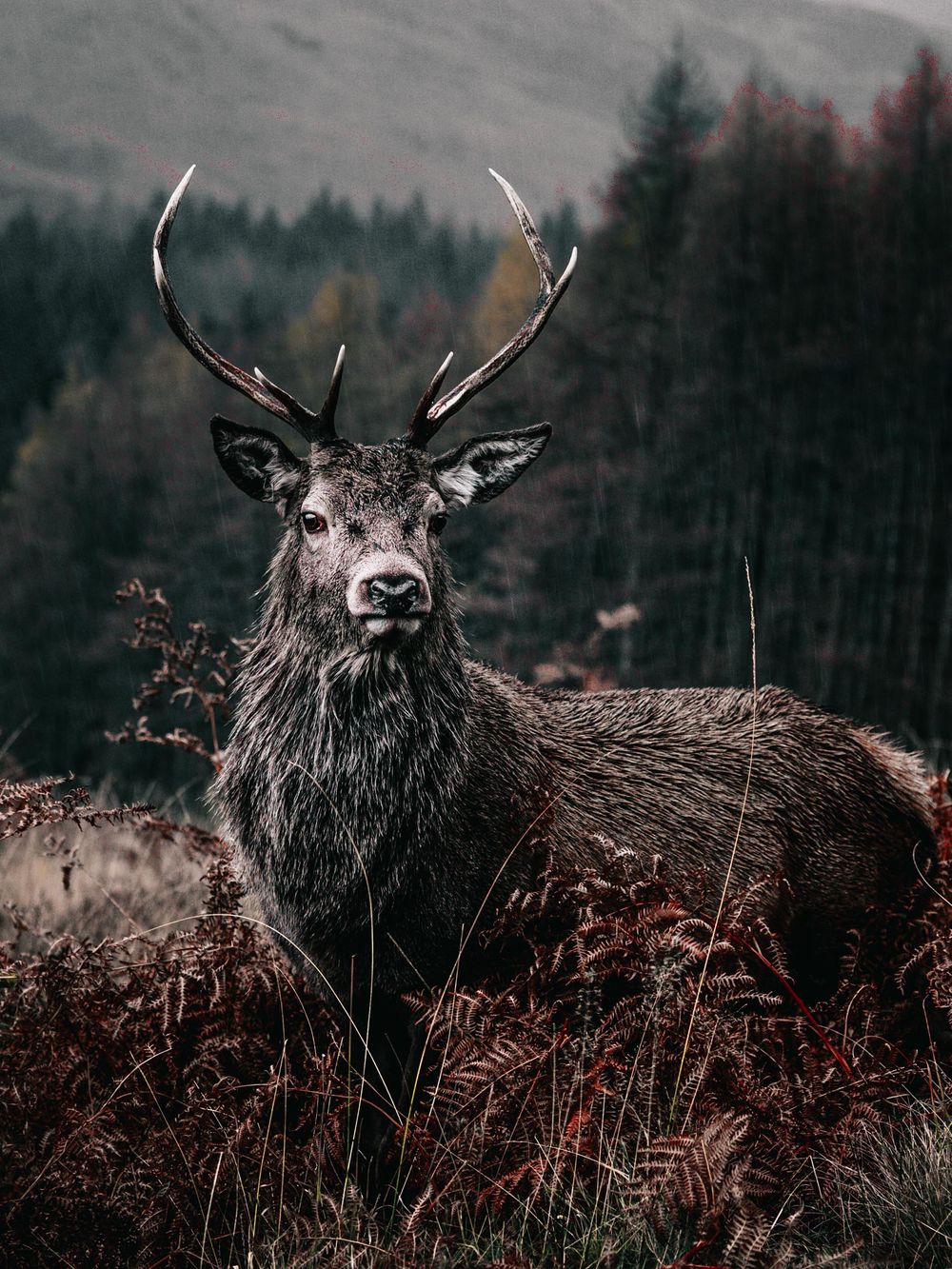 A majestic deer with large antlers rests in tall grass against a moody forest backdrop.