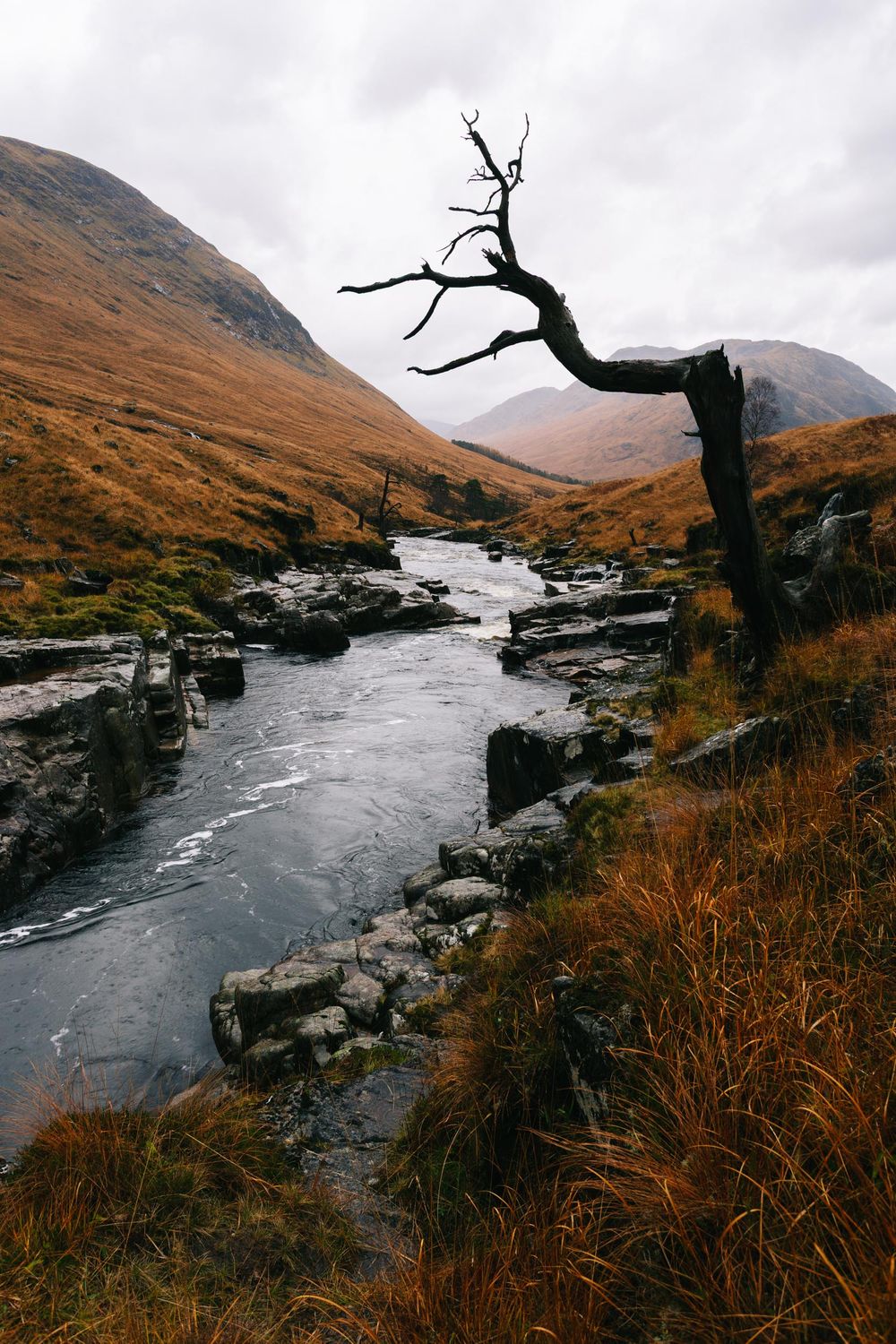 Twisted dead tree overlooking a rocky river valley with autumn grass and misty mountains in the Scottish Highlands.