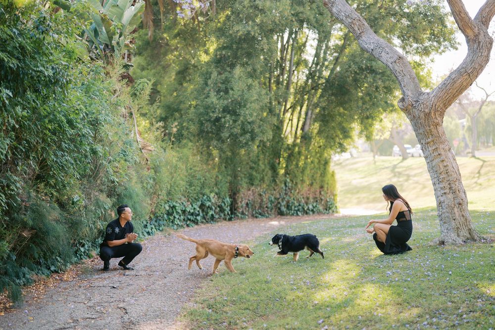 A sequence of photos shows people walking dogs along a nature trail during golden hour sunlight through trees.