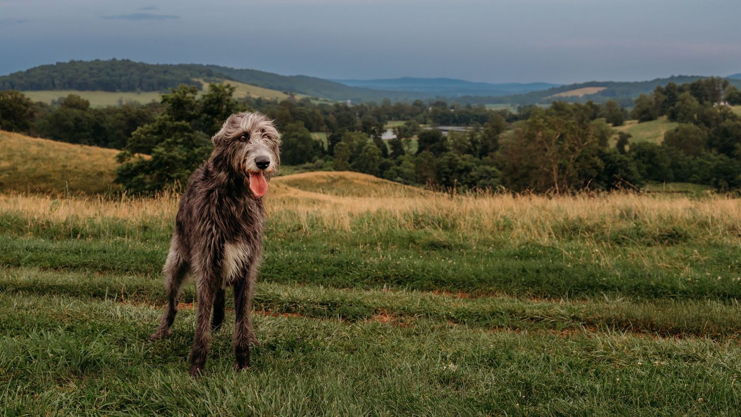 A very happy Irish wolfhound pants while a stormy sky and the hills of the Blue Ridge Mountains over Delaplane Virginia.