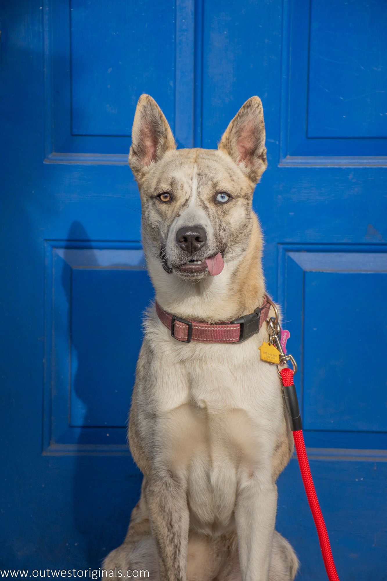 Embark challenge, Colouriffic theme, with Unleashed Education. Ciri, my helper, walked the streets and posed for snacks.