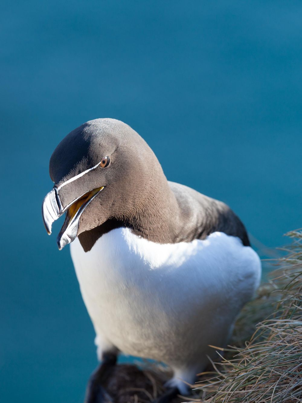 A Razorbill seabird with black and white plumage stands on a rocky cliff edge against a vibrant turquoise ocean background.