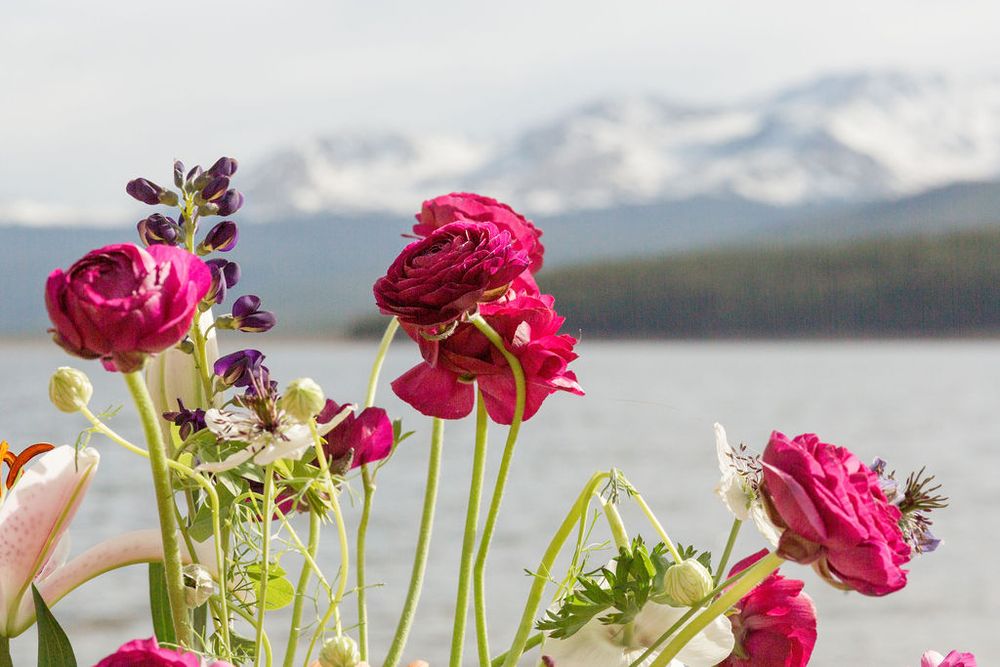Vibrant pink ranunculus flowers bloom against a scenic mountain lake backdrop with snow-capped peaks.