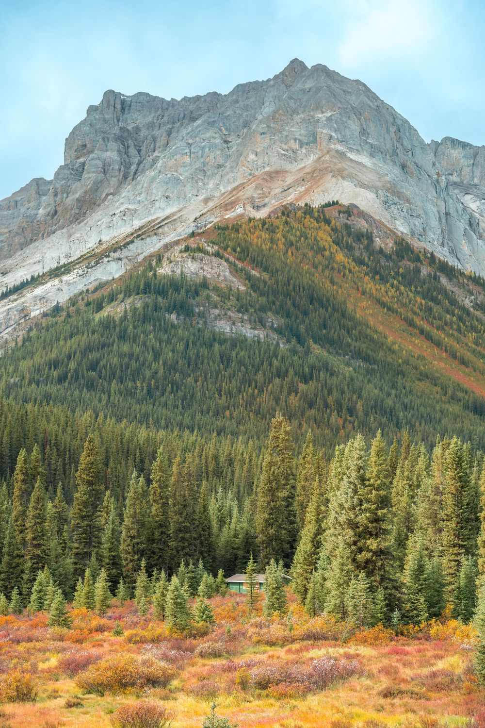 Rocky mountain peak rising above evergreen forest and colorful autumn tundra vegetation.