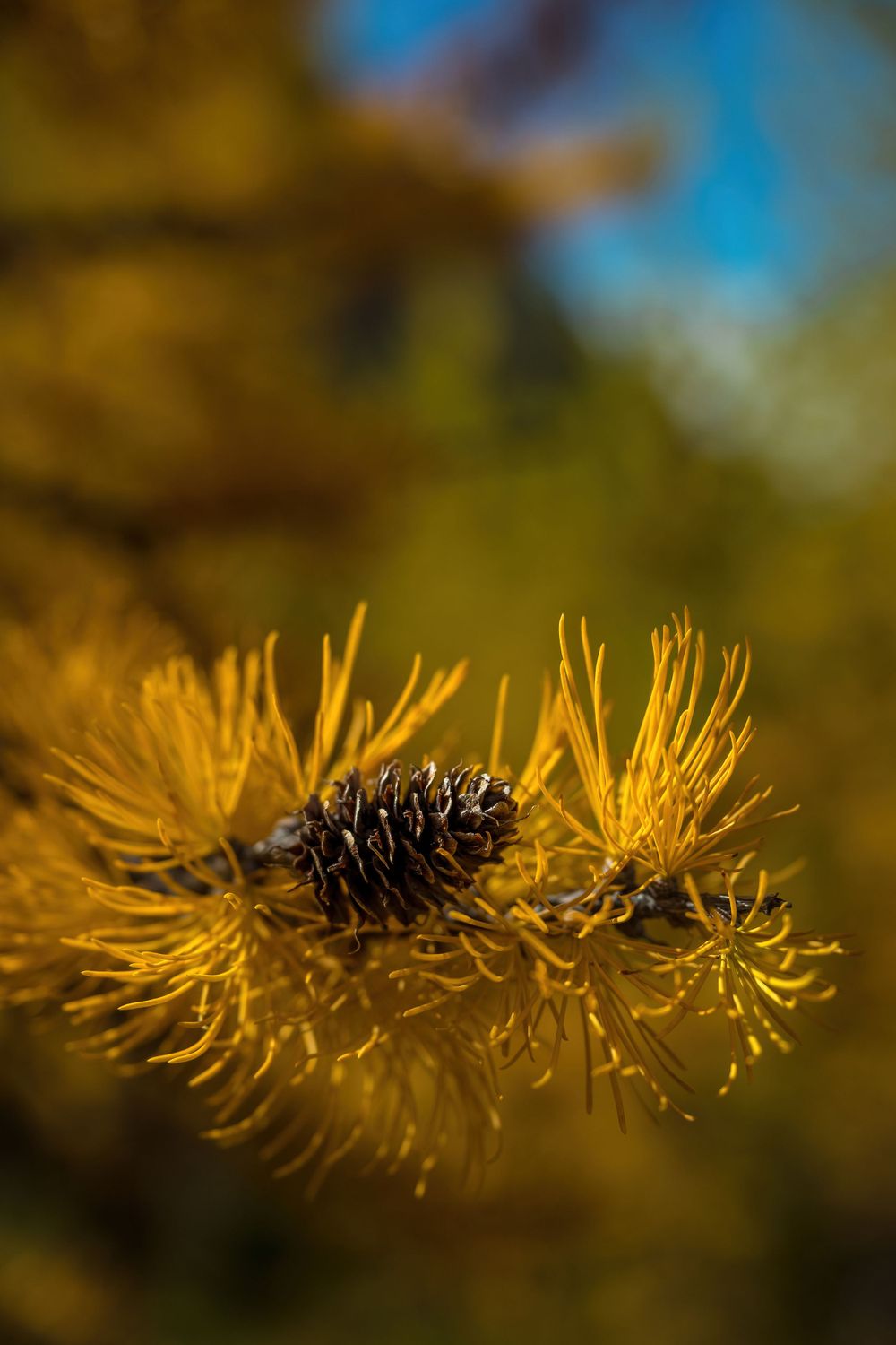 Close-up of yellow larch needles and pine cone against blurred autumn background.